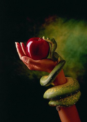 The Forbidden Fruit